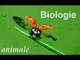 STIA 233 : Biologie Animale